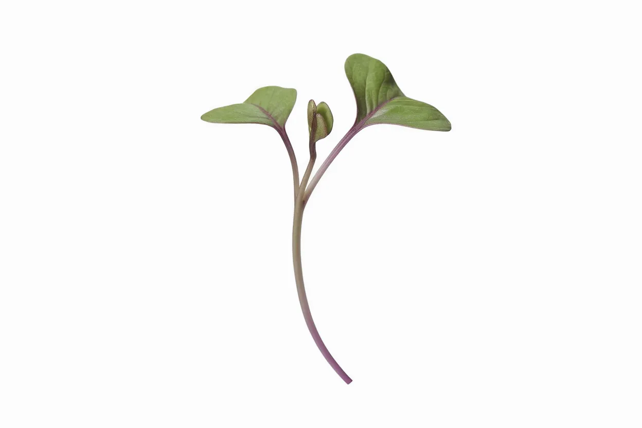 Organic red cabbage seeds, ideal for growing healthy microgreens at home