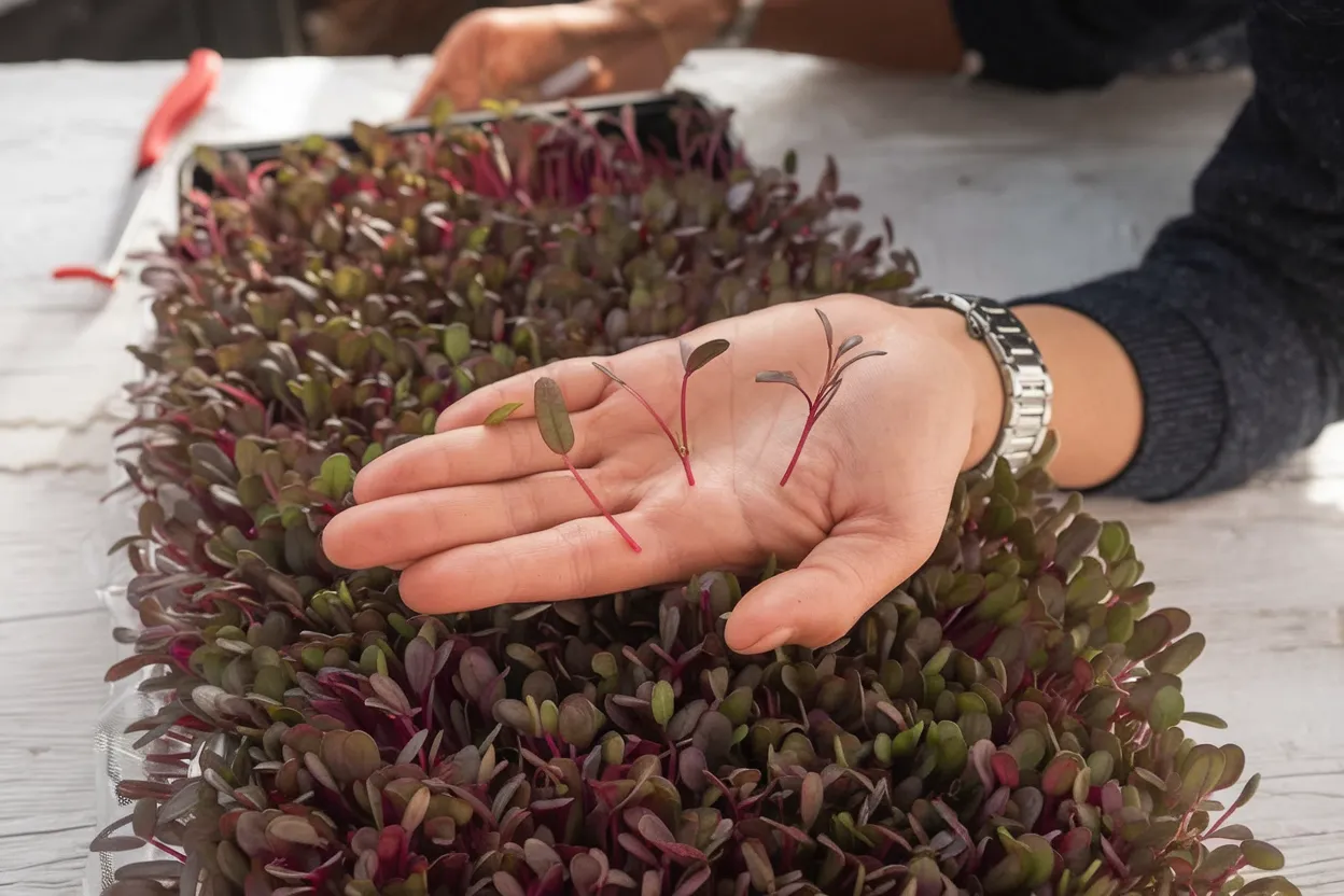 Organic Bull's Blood beet seeds, perfect for growing nutritious microgreens