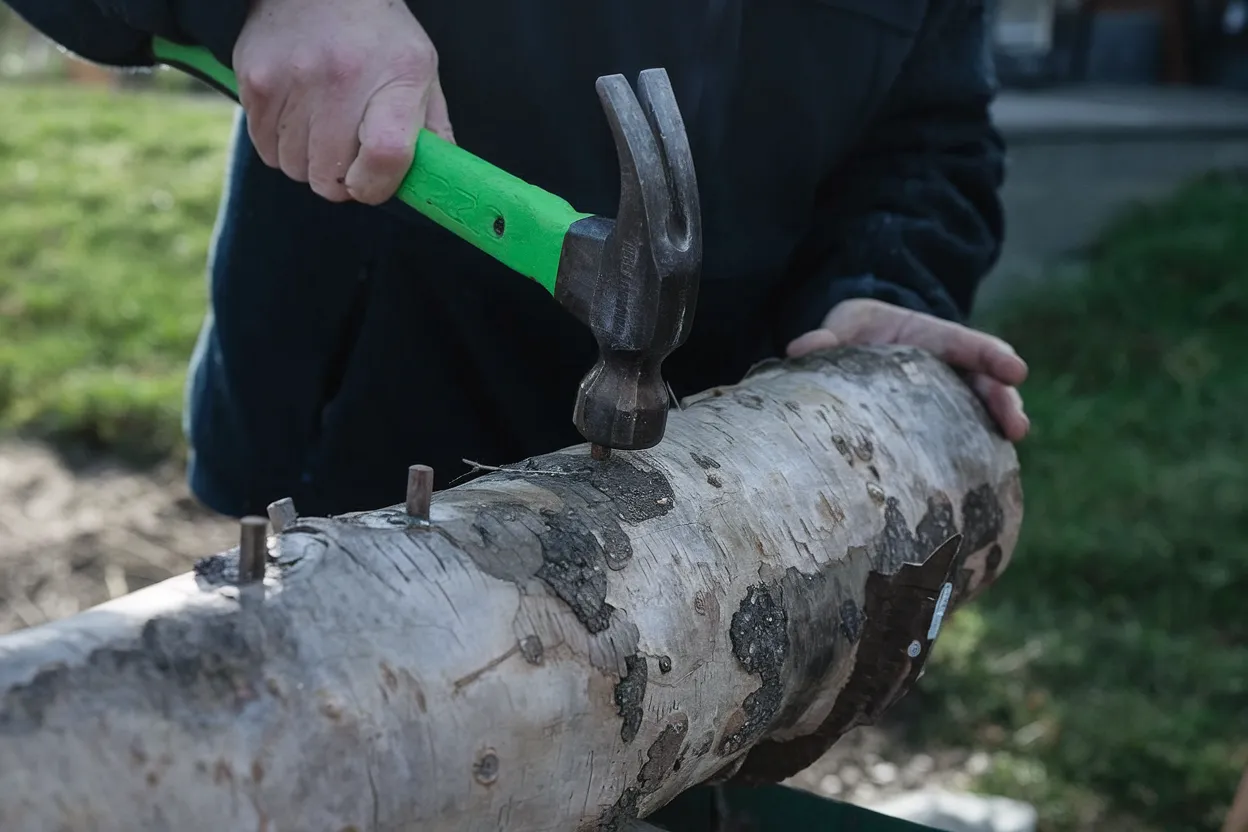 Organic Golden Oyster Mushroom plugs, perfect for eco-friendly cultivation
