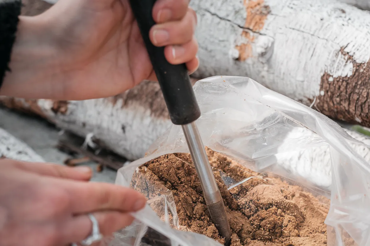 Organic golden oyster mushroom spawn, ideal for gourmet cooking and sustainable home gardening