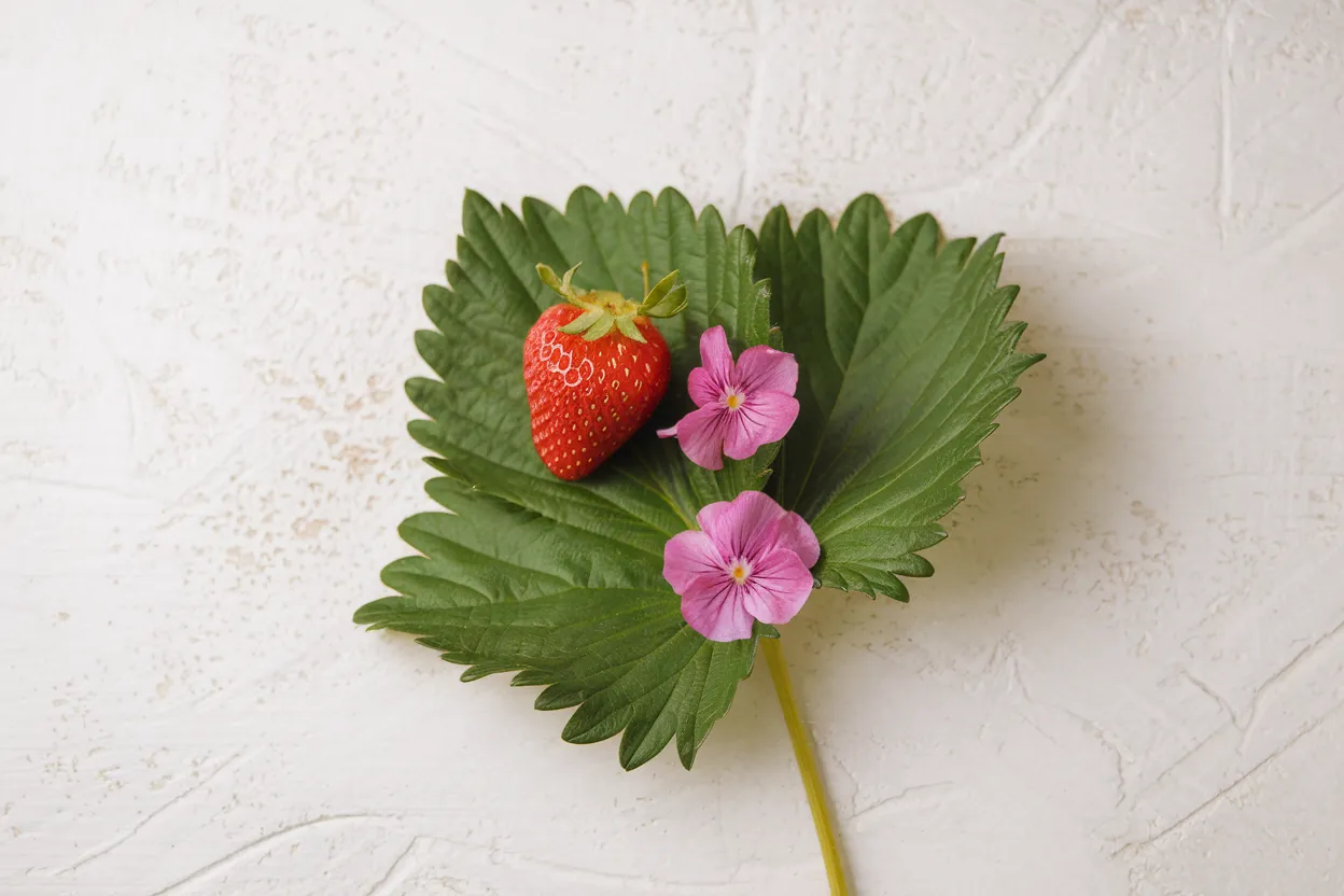 Organic Strawberry Seeds ideal for growing in home gardens, ensure fresh produce