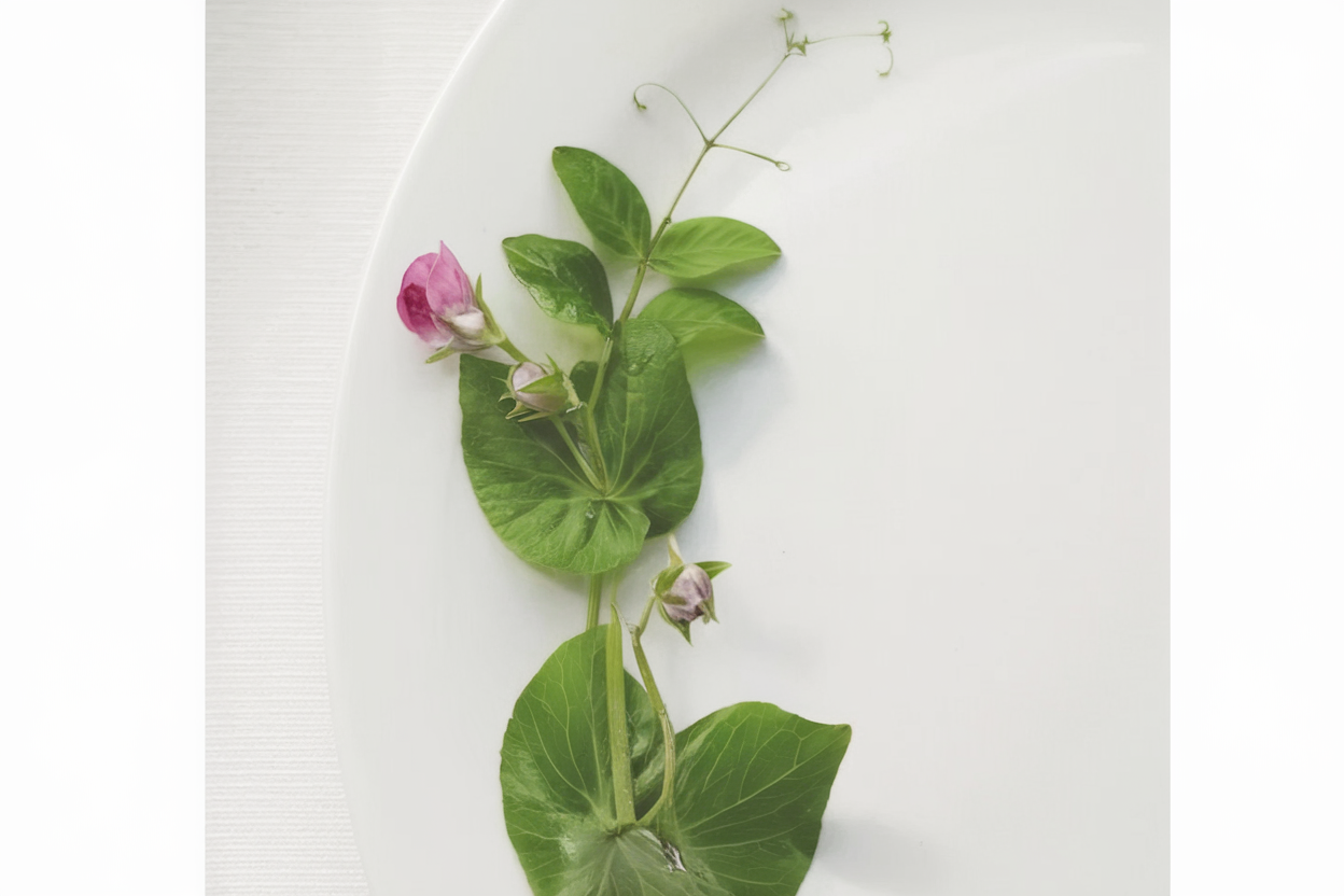 Organic Dwarf Grey Sugar Pea seeds, ideal for growing in home vegetable gardens