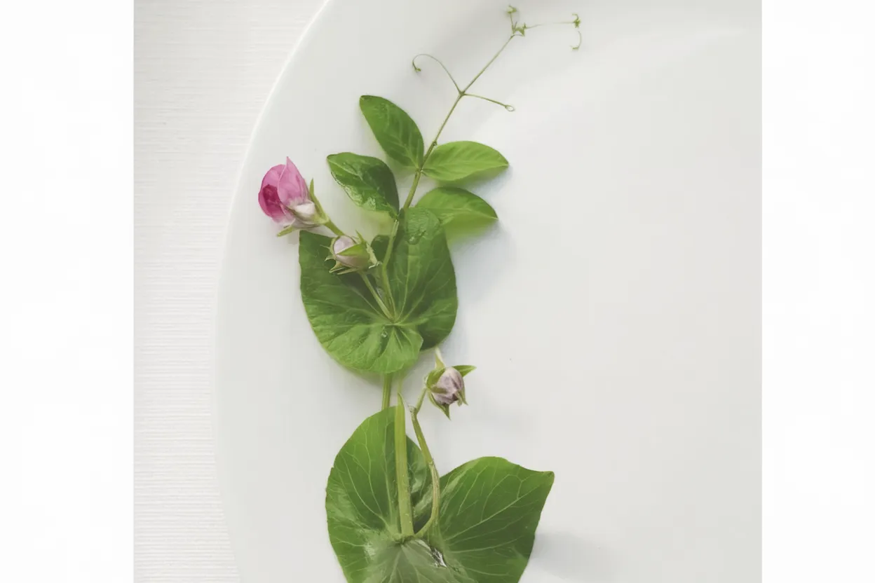 Organic Dwarf Grey Sugar Pea seeds, ideal for growing in home vegetable gardens