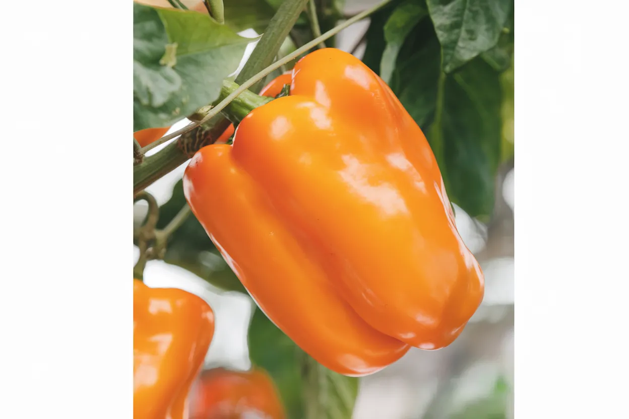 Organic Milena F1 bell pepper seeds, ideal for healthy and sustainable home gardening