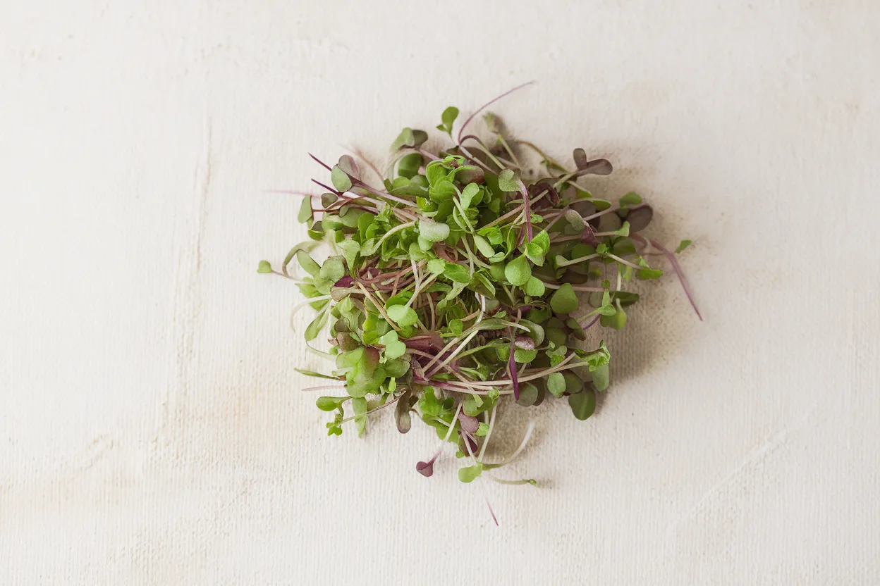 Organic seeds for growing Mild Micro Mix, ideal for healthy and fresh microgreens
