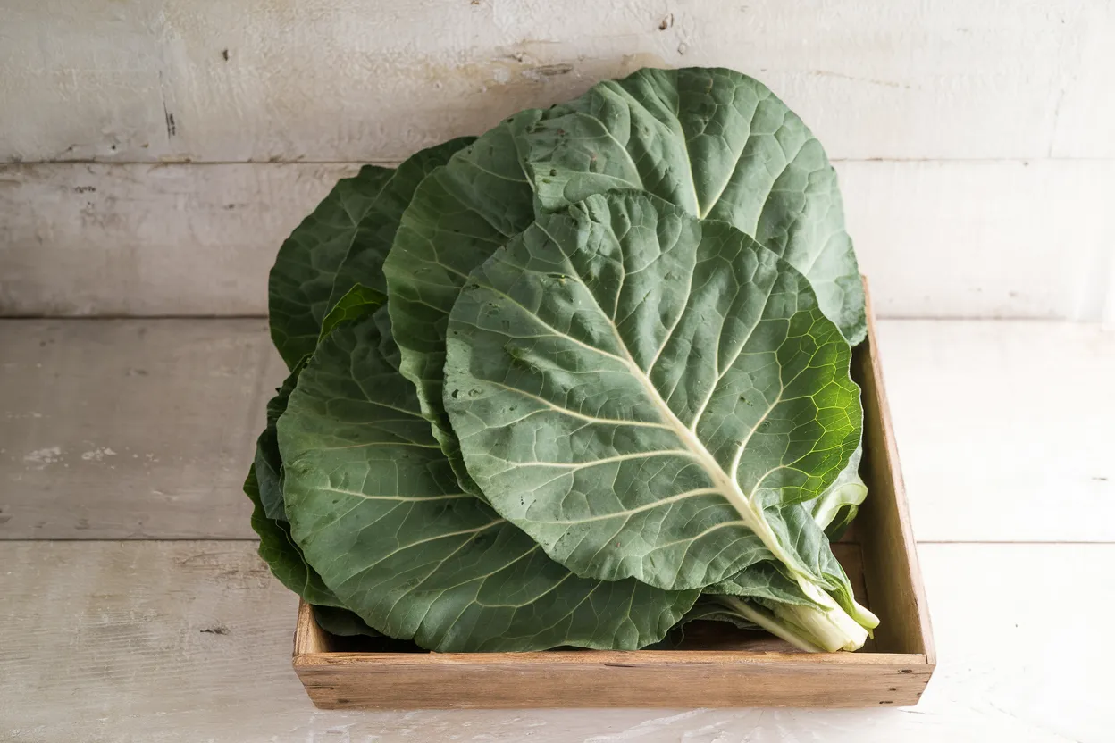 Organic Flash F1 Collard seeds perfect for enhancing soil and garden health