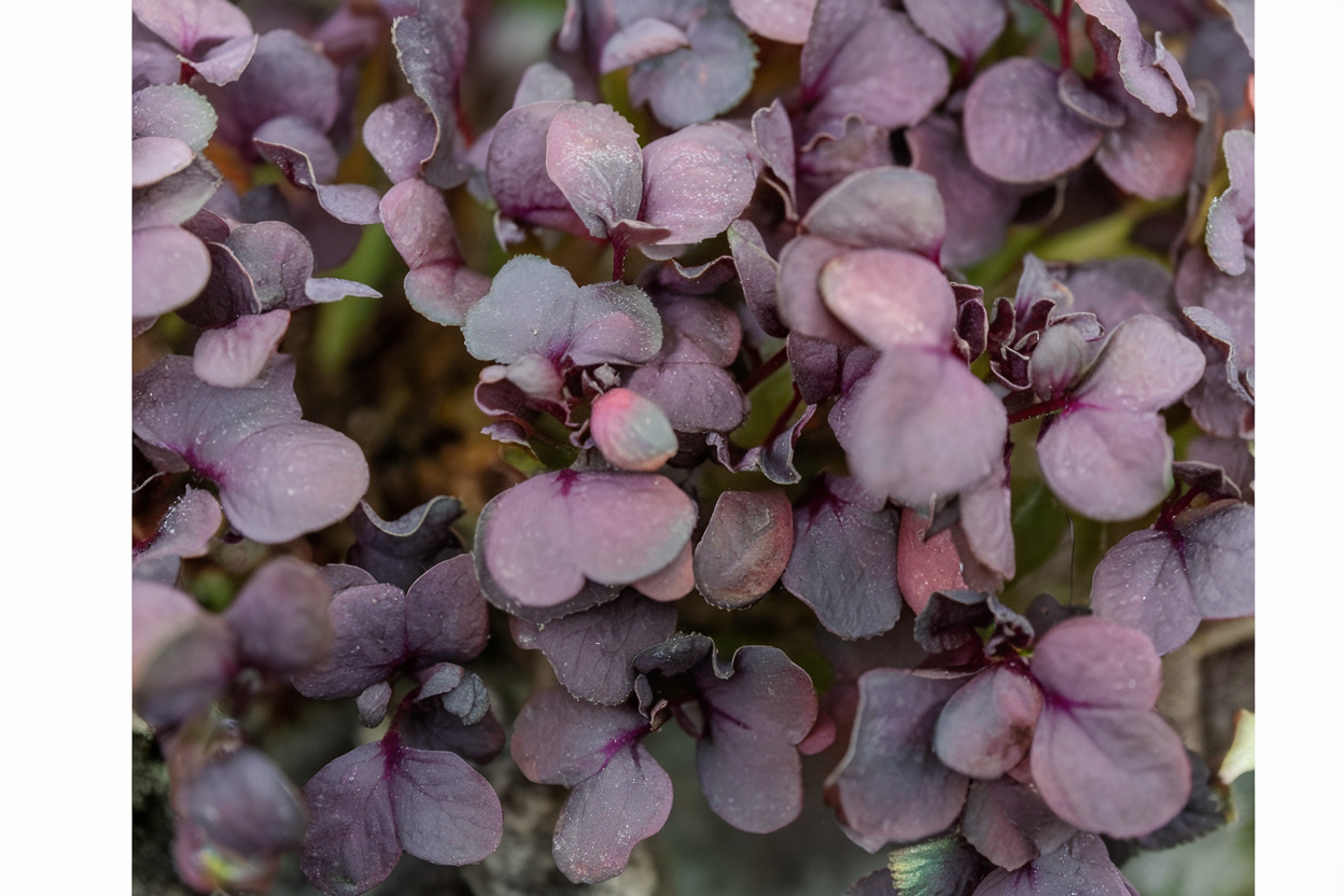 Organic Red Katana mustard seeds, ideal for growing nutritious microgreens at home