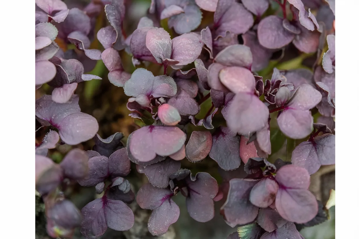 Organic Red Katana mustard seeds, ideal for growing nutritious microgreens at home