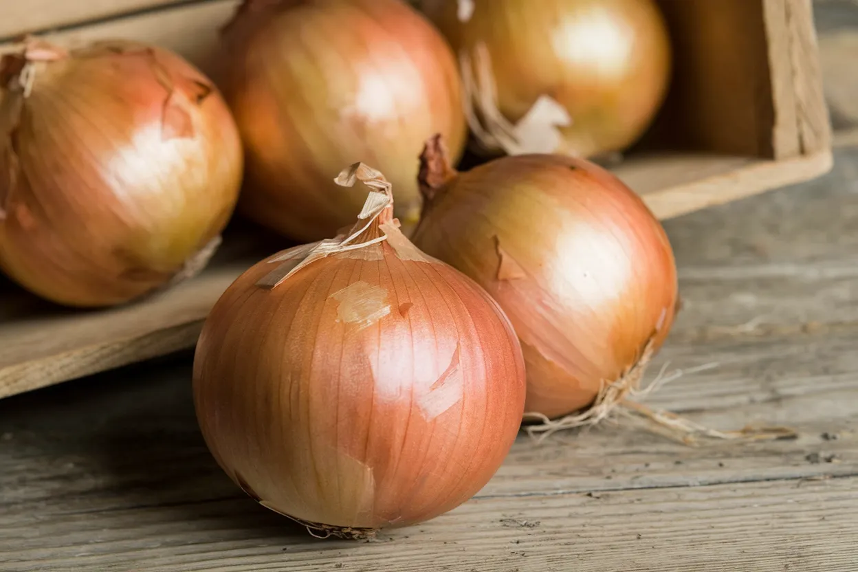Patterson Hybrid Onion Seeds, ideal for enhancing garden health and organic growth.