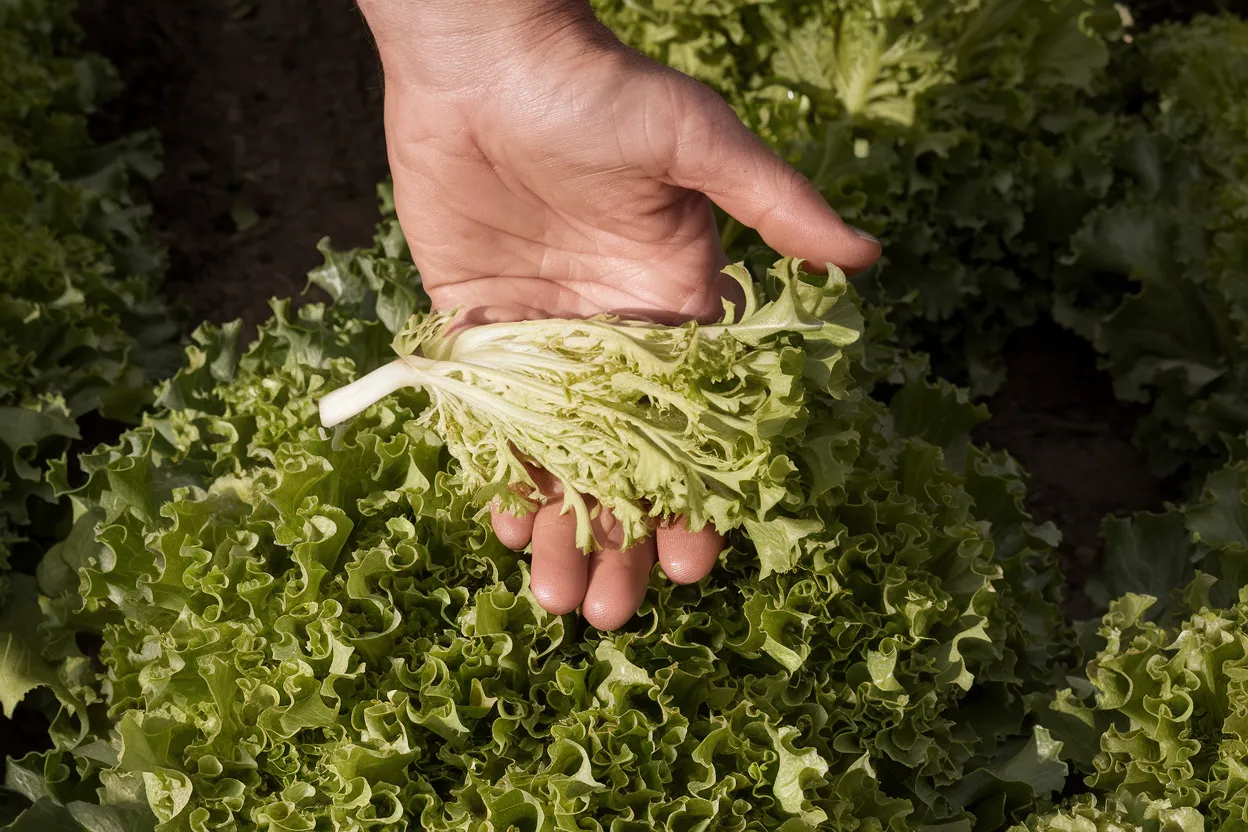 Organic endive seeds, ideal for enhancing garden soil health and organic farming