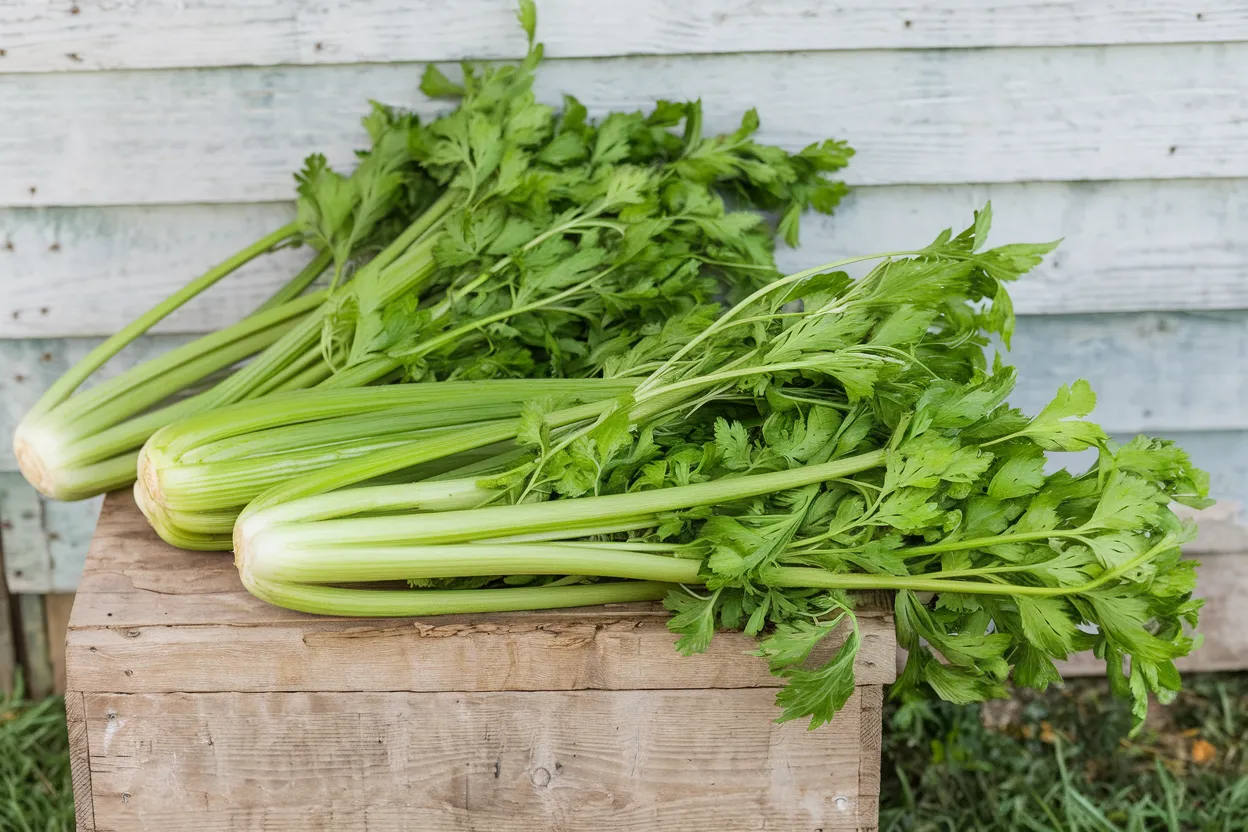 Organic celery seeds, perfect for cultivating crisp, nutritious celery for healthy snacks