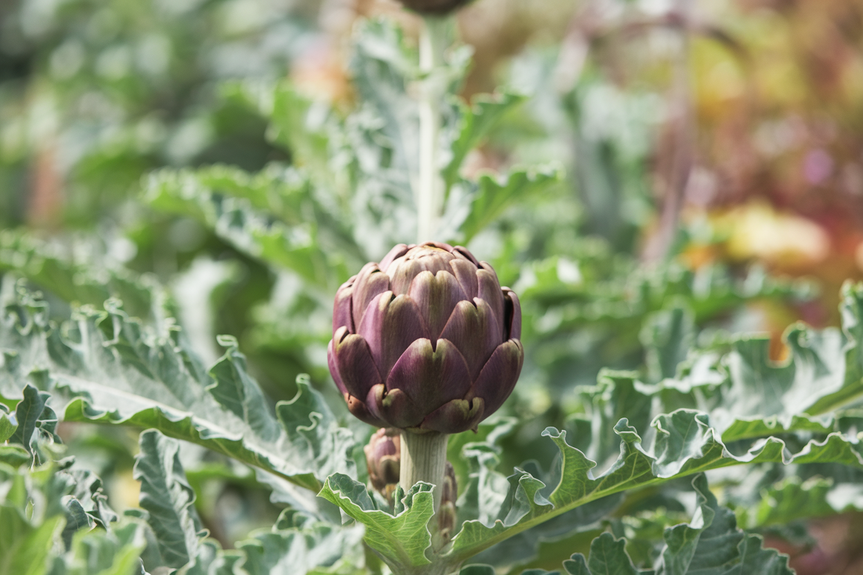 Organic Colorado Star artichoke seeds, perfect for nutritious home gardening