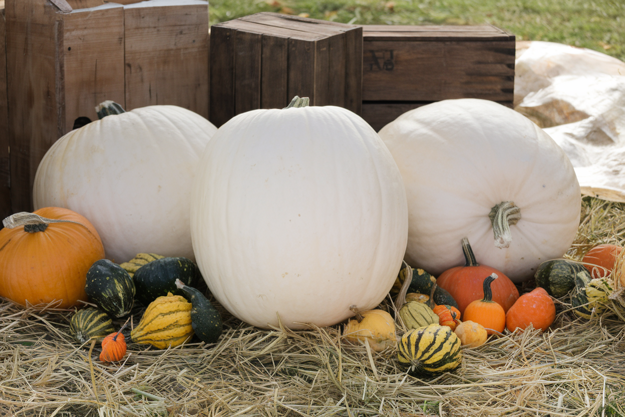 Organic Polar Bear pumpkin seeds, perfect for large white pumpkins, ideal for autumn celebrations