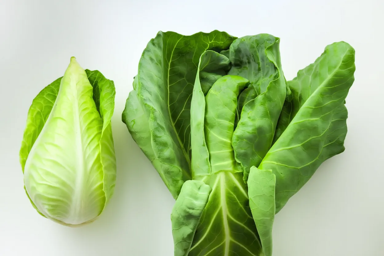 Caraflex cabbage seeds ideal for organic vegetable gardens, ensuring healthy growth