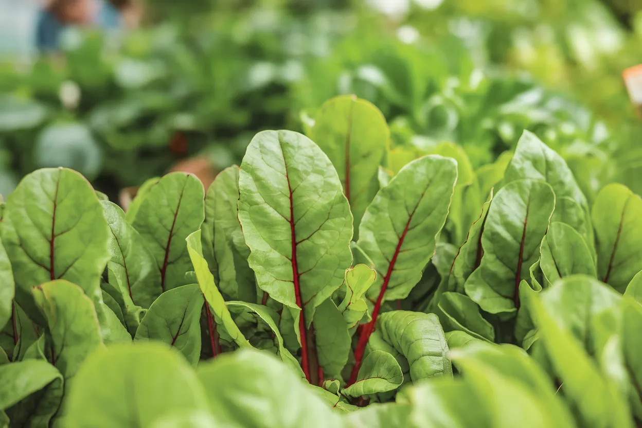 Organic Swiss Chard Seeds, perfect for enhancing garden vitality and soil quality