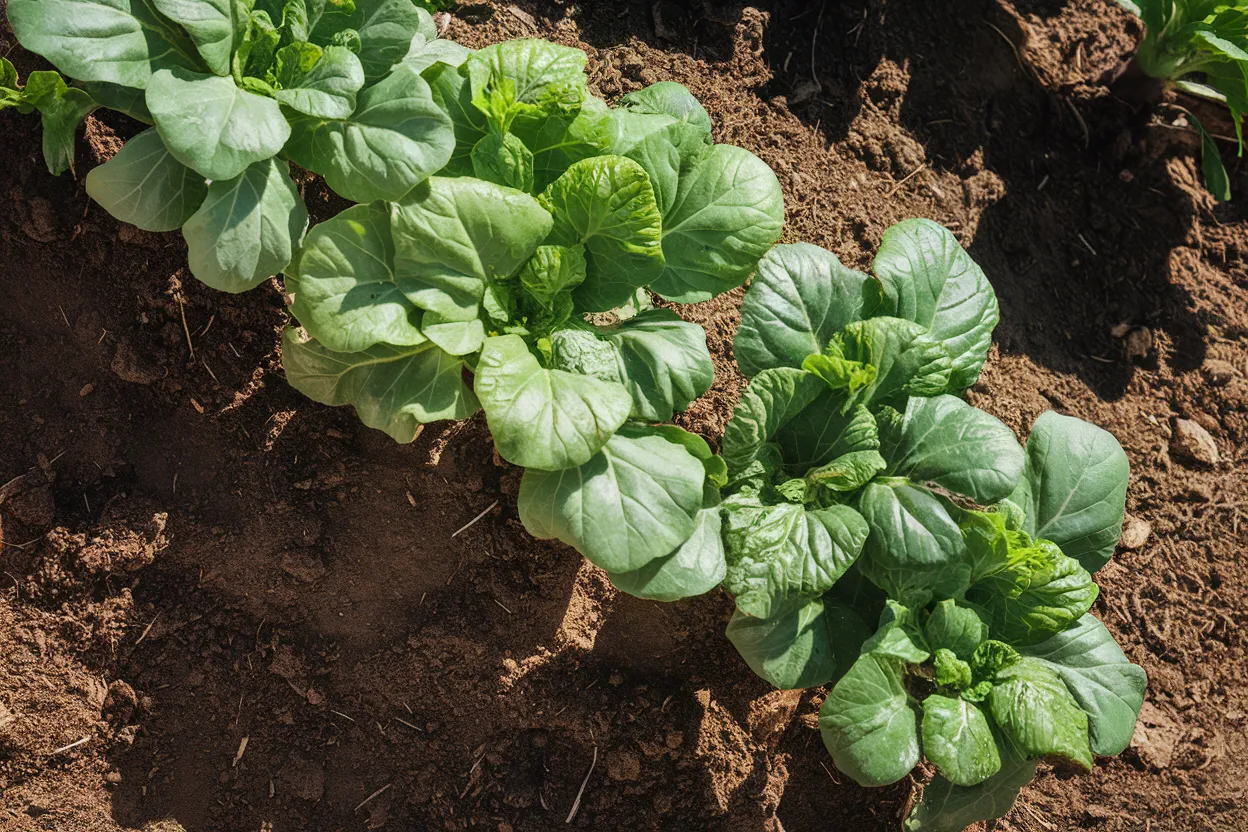 Organic Koji F1 seeds, perfect for enhancing soil health and sustainable agriculture