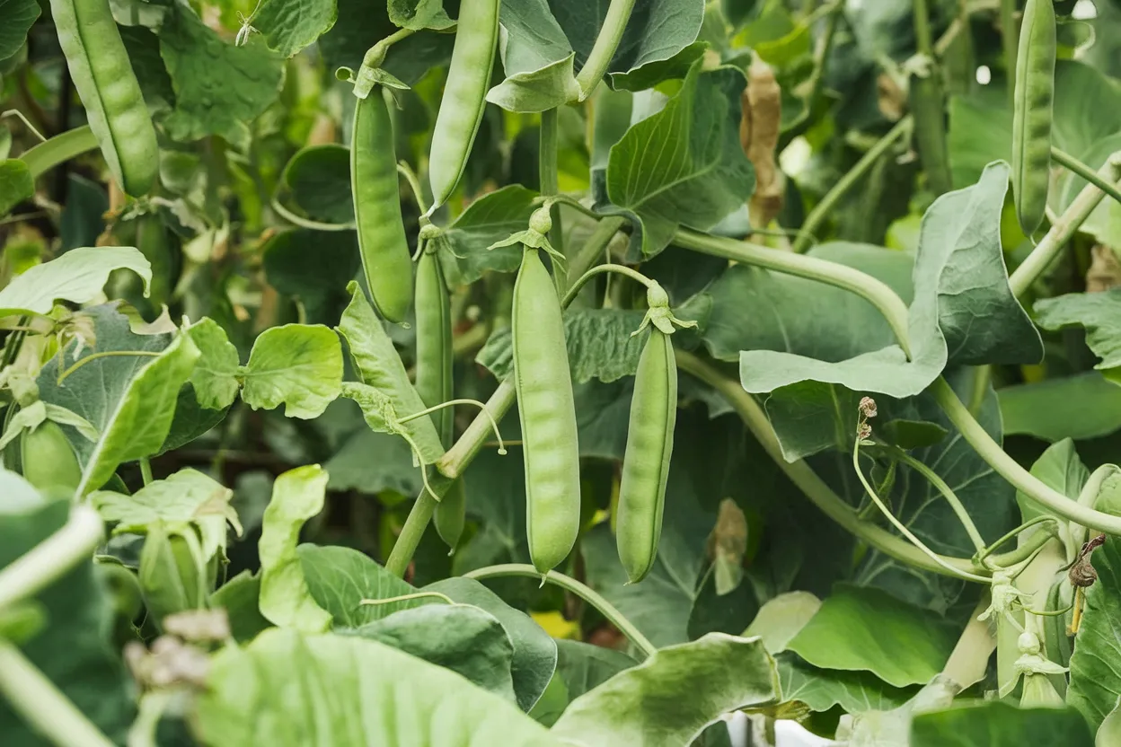 Organic Maxigolt pea seeds, ideal for enhancing garden health and sustainability