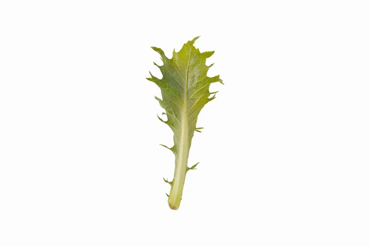 Organic lettuce seeds from the Coastline series, perfect for eco-friendly gardening