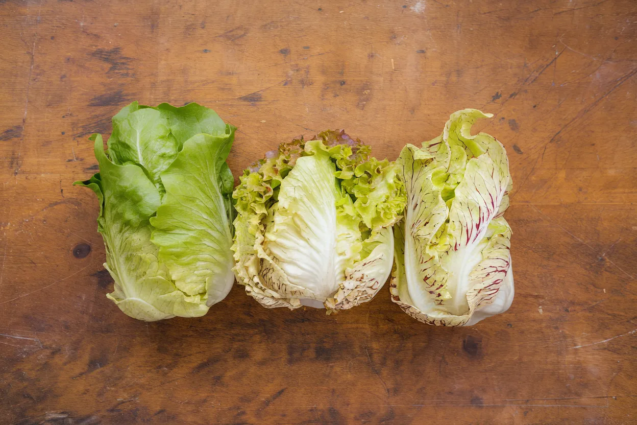 Organic Giorgione radicchio seeds ideal for enriching gourmet salads