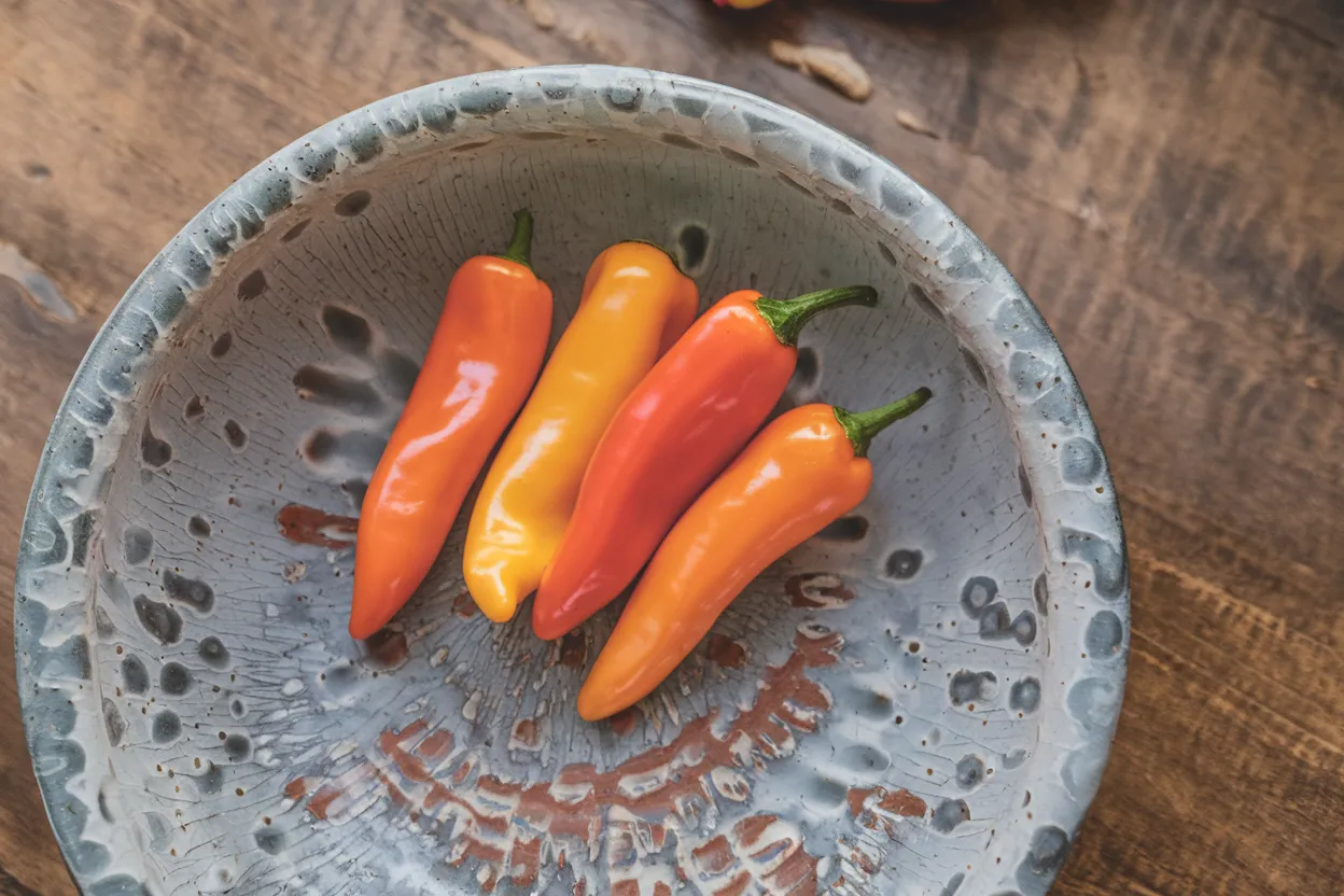 Organic Corno di Toro pepper seed, ideal for cultivating robust and flavorful peppers in home gardens