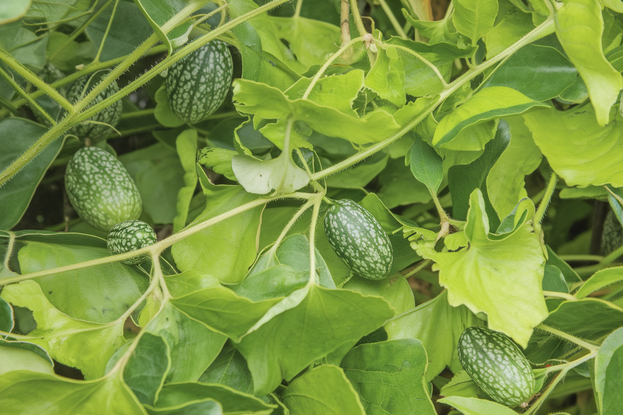 Organic Mexican Sour Gherkin cucumber seeds, ideal for urban gardening and small spaces.