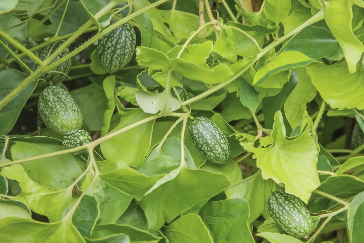 Organic Mexican Sour Gherkin cucumber seeds, ideal for urban gardening and small spaces.
