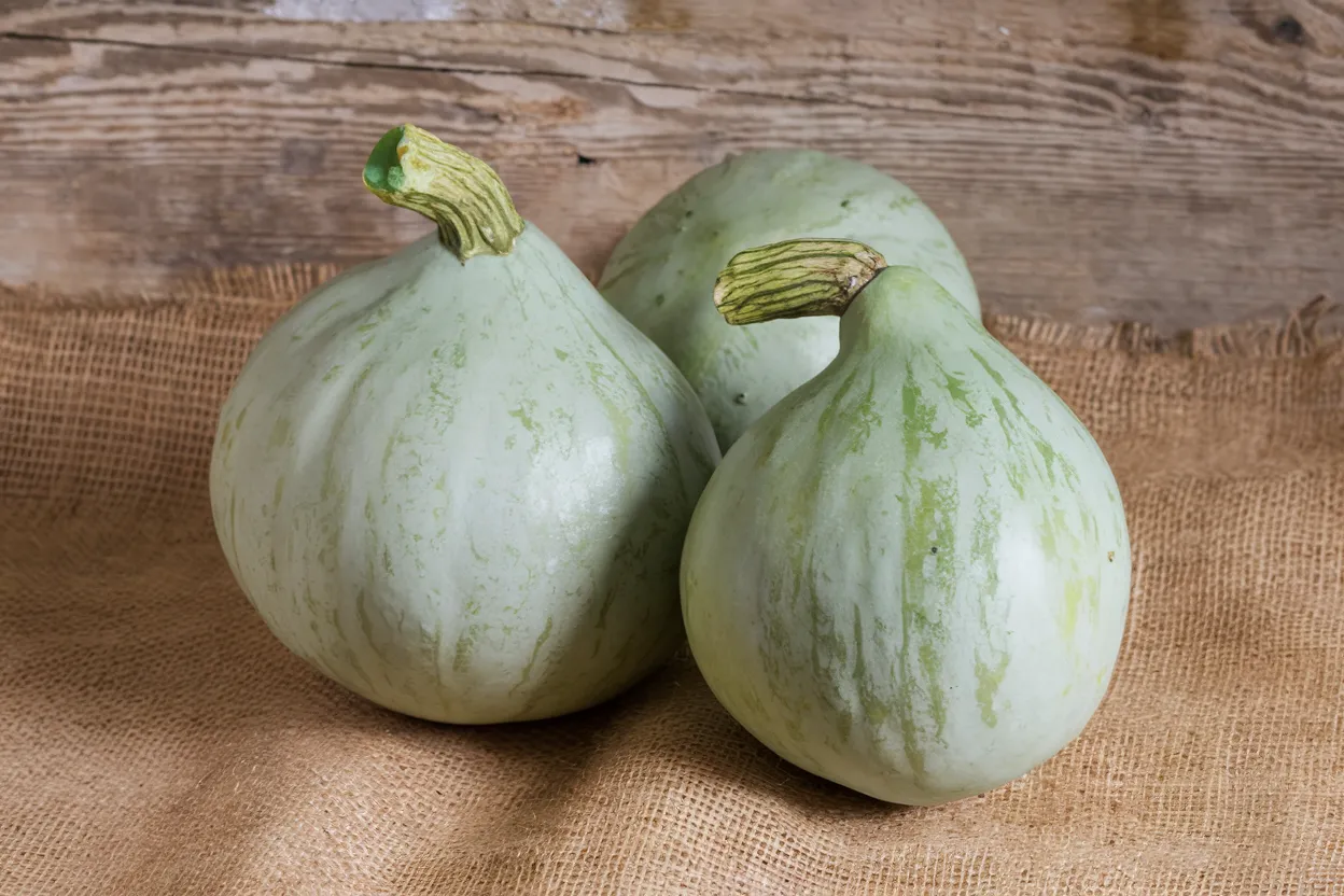 Organic Hubbard squash seeds ideal for growing nutritious winter squash