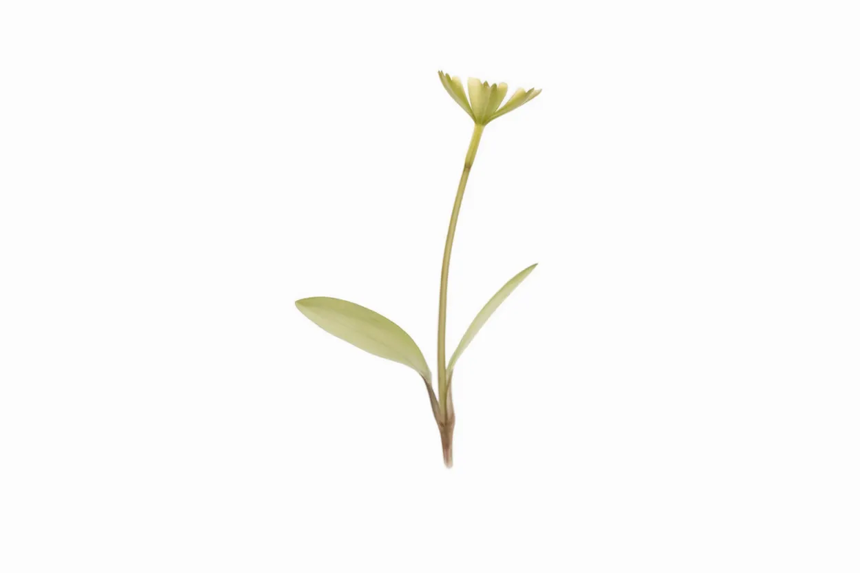 Organic parsley microgreen seeds, perfect for adding fresh, robust flavors to any dish