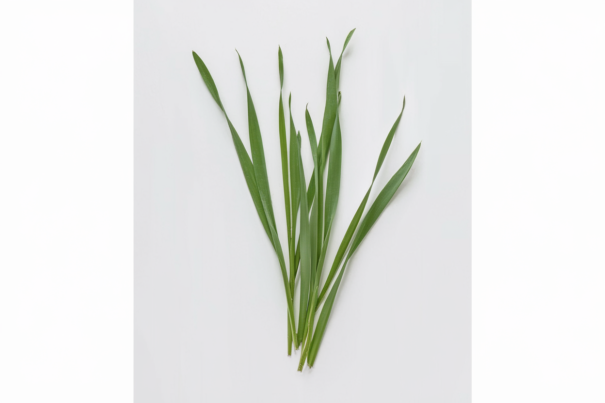 Organic Hard Red Winter Wheat seeds, ideal for sustainable farming and soil enrichment