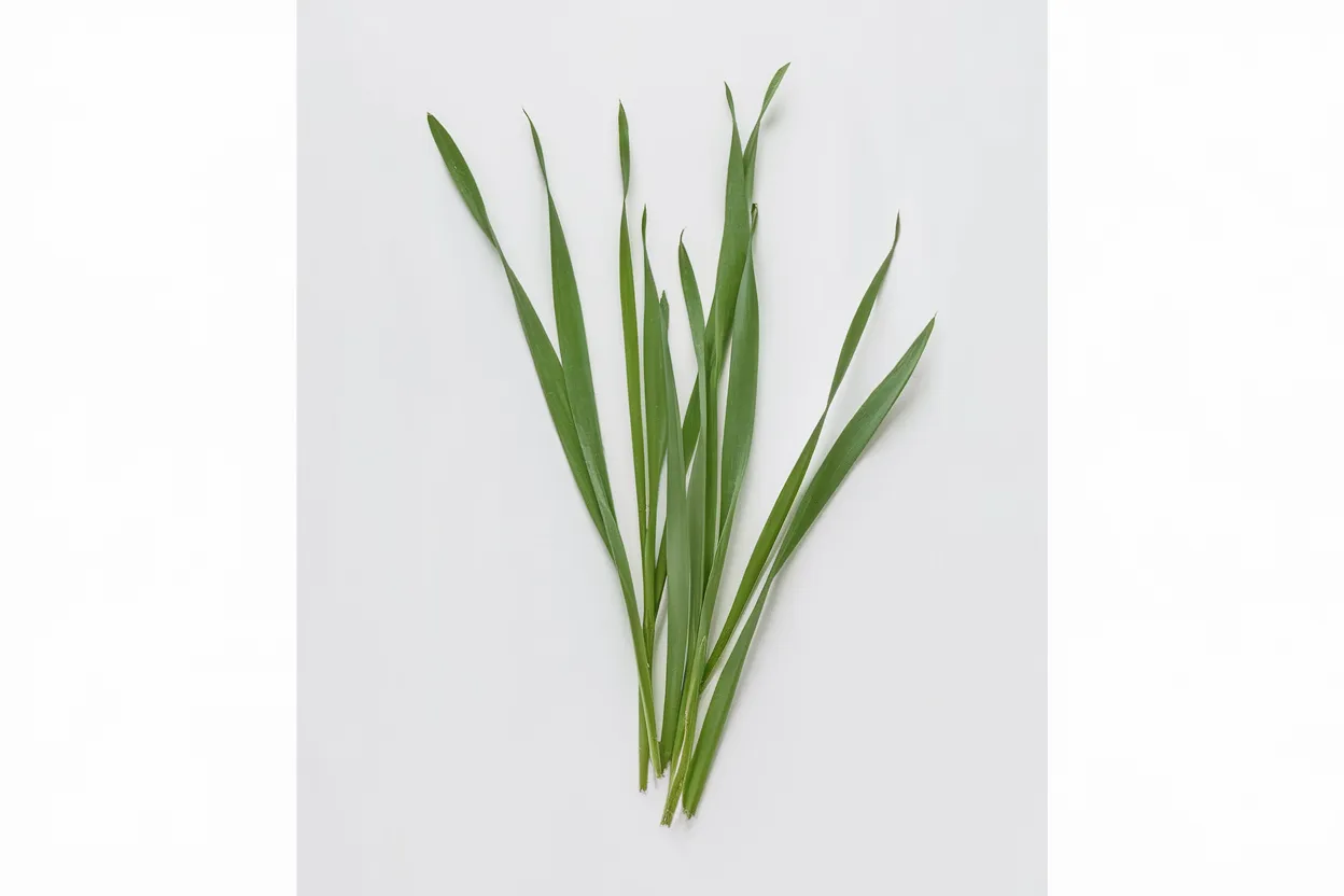 Organic Hard Red Winter Wheat seeds, ideal for sustainable farming and soil enrichment