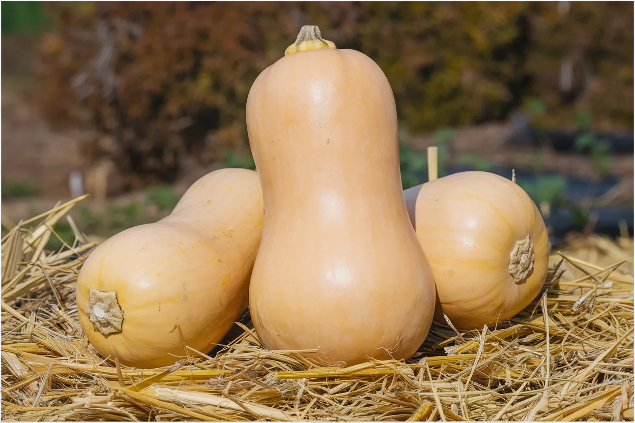Organic Butternut Squash seed, ideal for home gardeners seeking healthful produce
