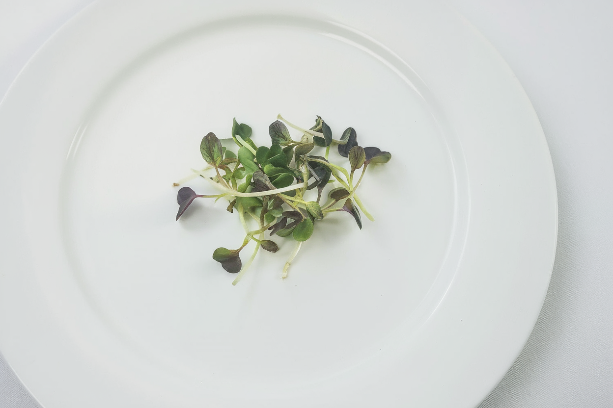 Organic Red Pac Choi seeds, ideal for growing nutritious microgreens at home