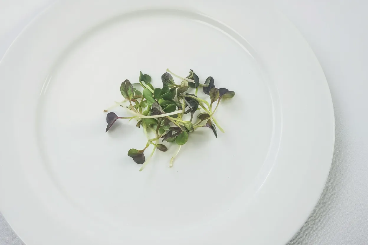 Organic Red Pac Choi seeds, ideal for growing nutritious microgreens at home