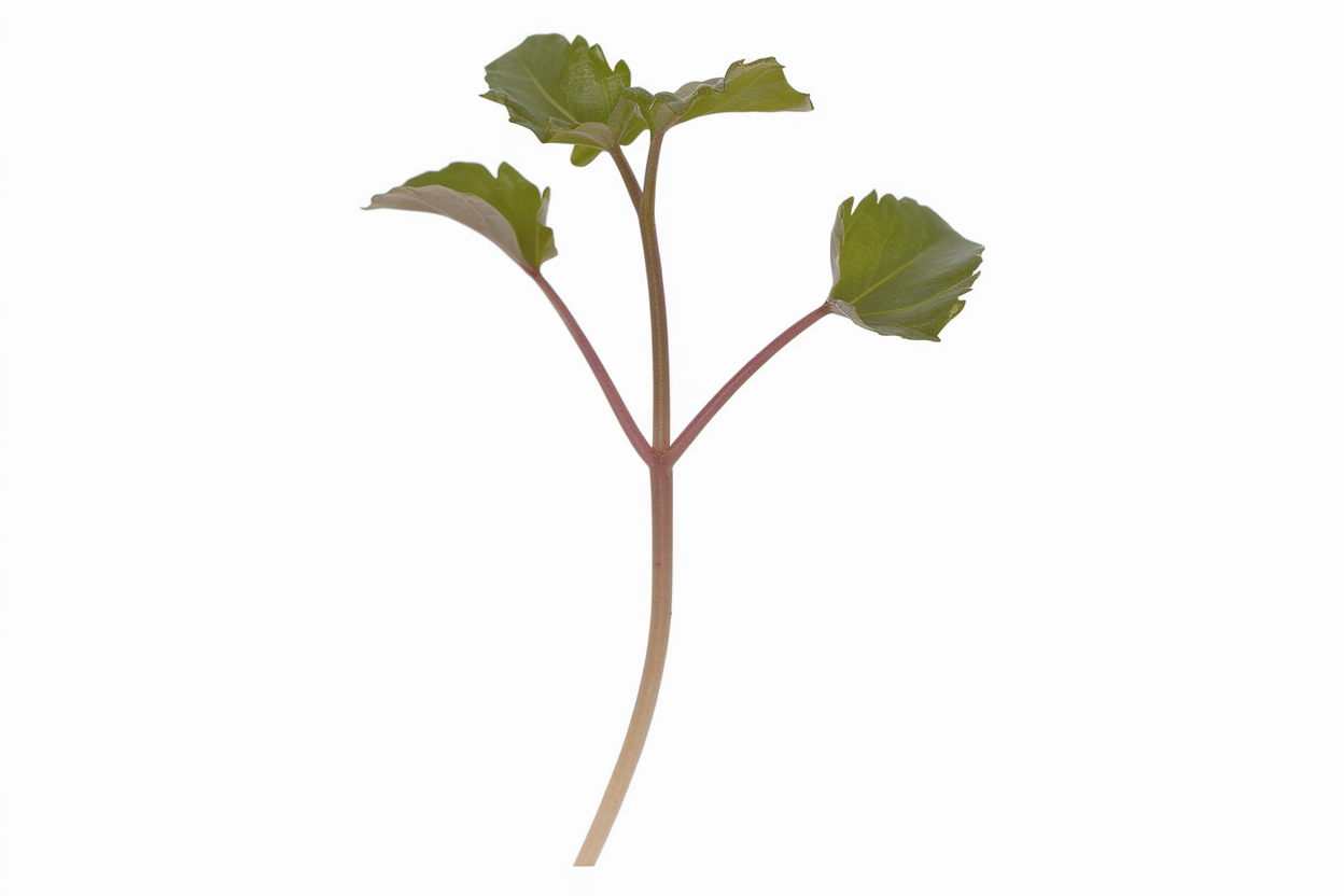 Organic Anise Hyssop seeds, ideal for growing nutritious and aromatic microgreens