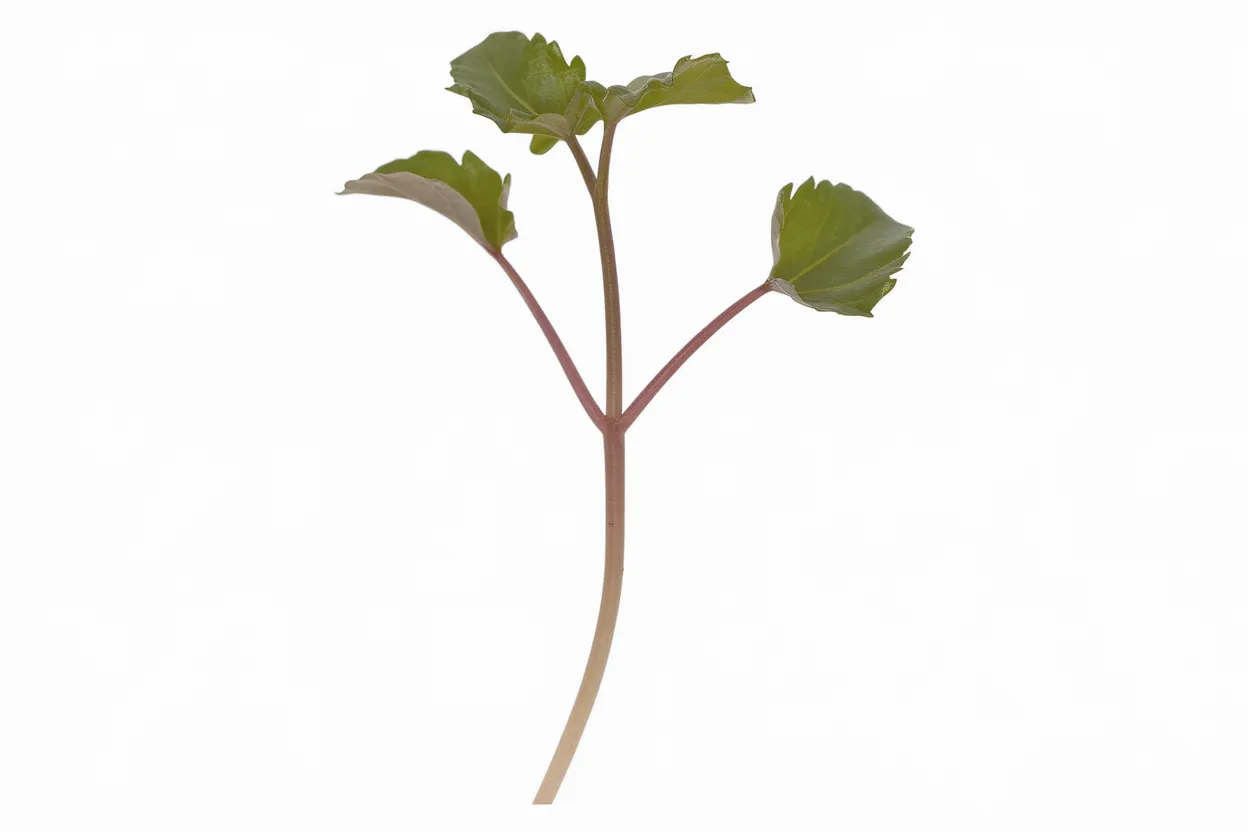 Organic Anise Hyssop seeds, ideal for growing nutritious and aromatic microgreens