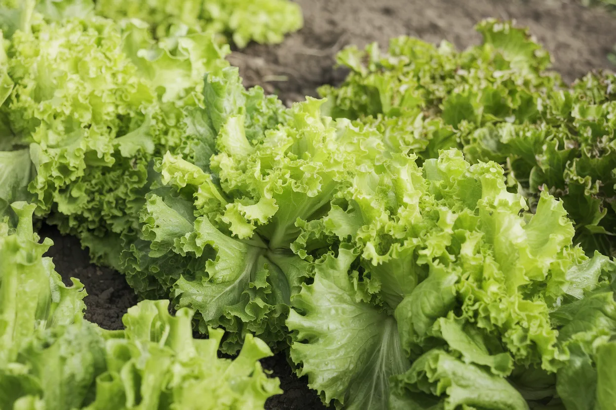 Organic Waldmann's Dark Green lettuce seeds, ideal for growing fresh, healthy salads