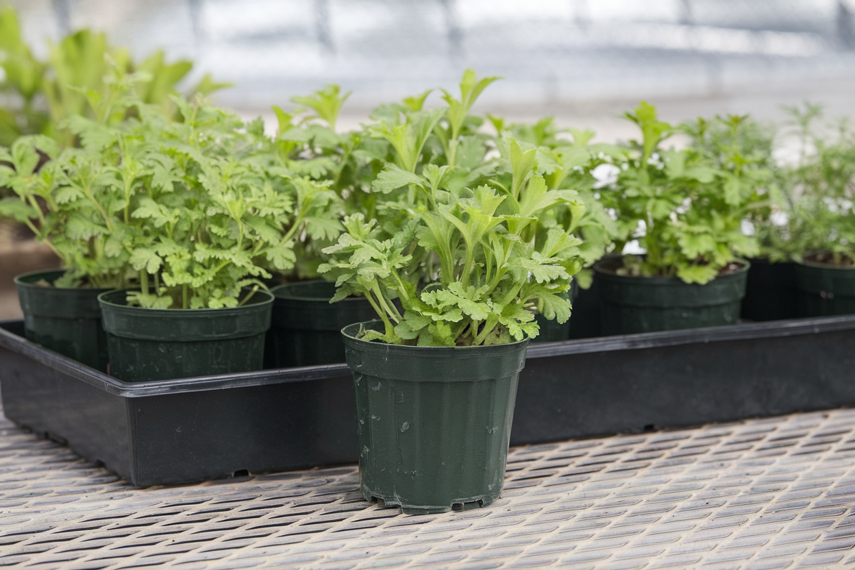 Organic cilantro seeds, ideal for growing fresh, aromatic herbs in your garden or indoors