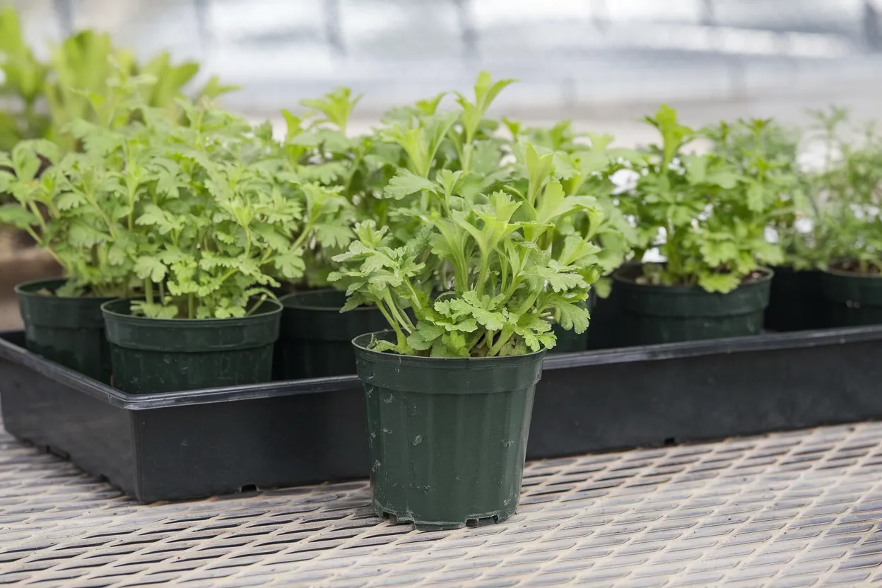 Organic cilantro seeds, ideal for growing fresh, aromatic herbs in your garden or indoors