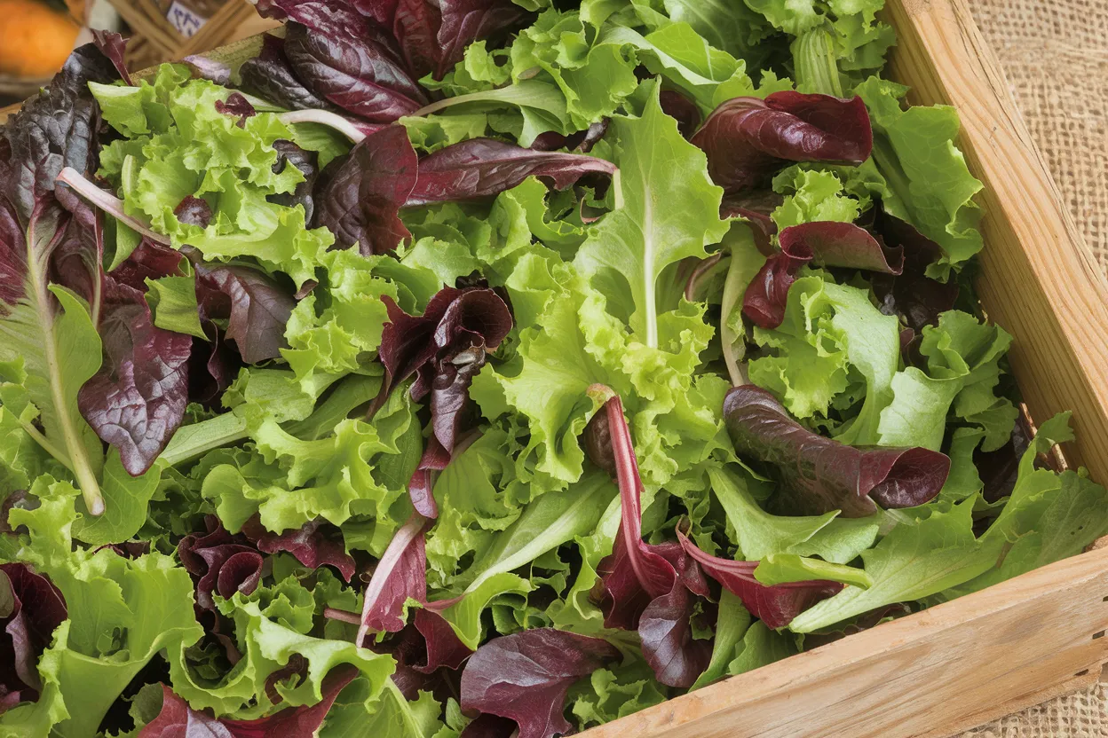 Organic lettuce seed mix ideal for fresh, healthy home-grown salads
