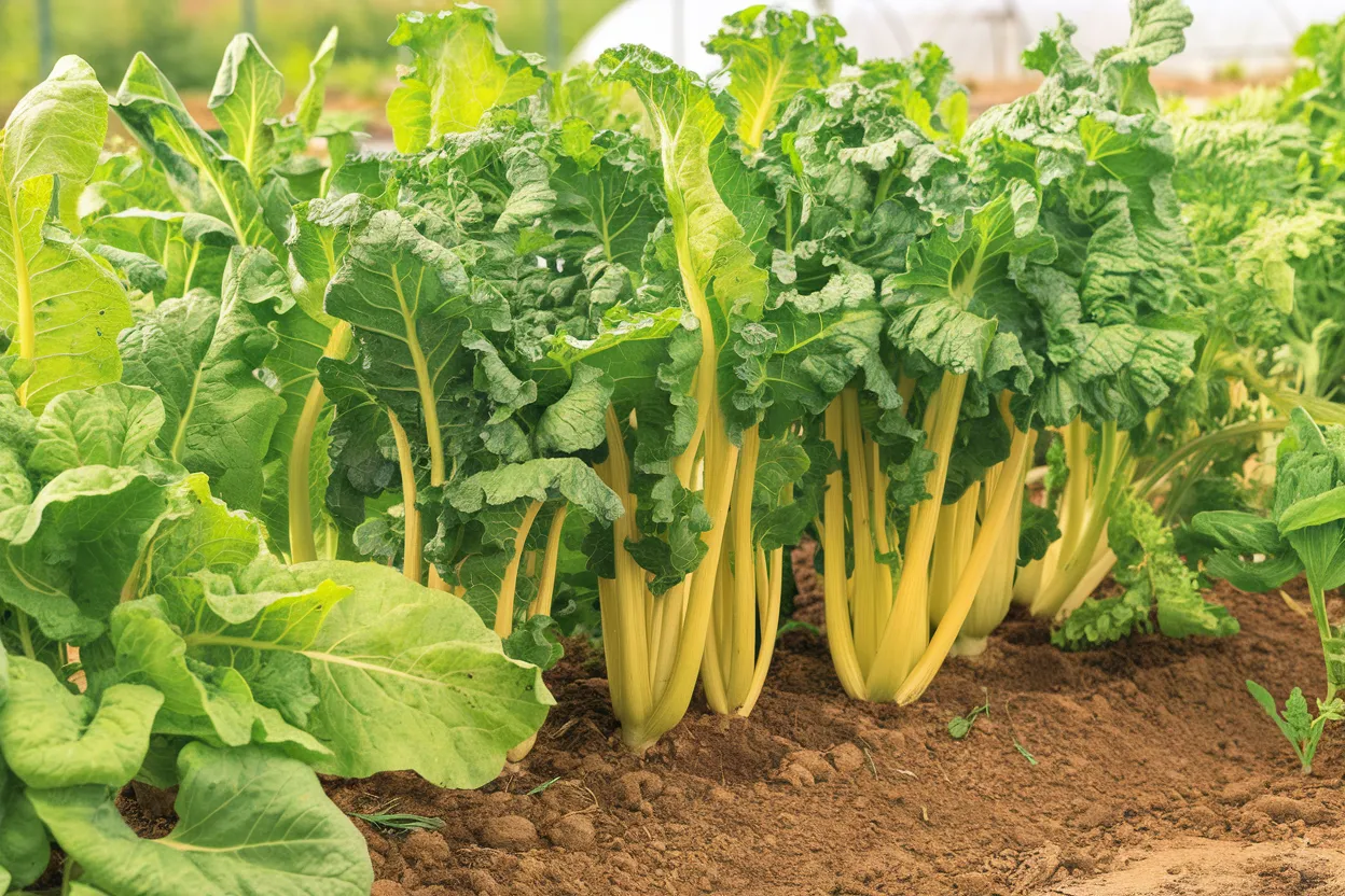 Premium organic Swiss chard seeds, ideal for growing nutritious greens in home gardens.