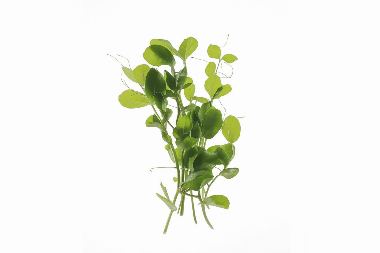 Organic field pea shoot seeds, perfect for boosting soil fertility and health