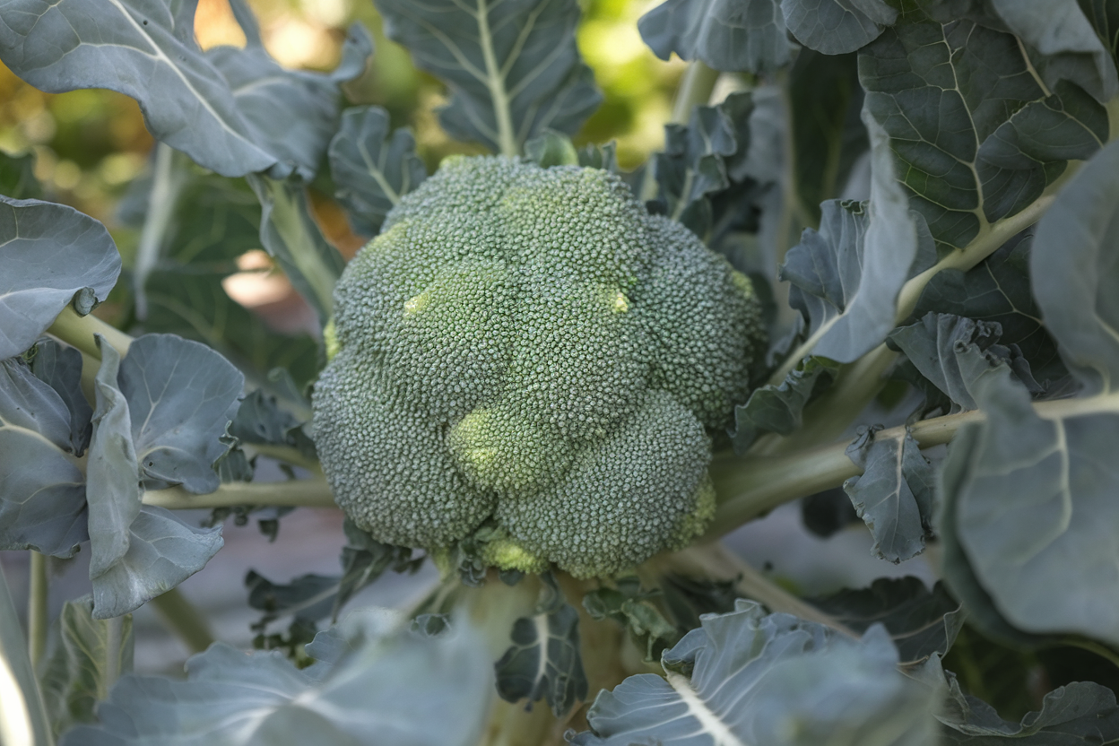 Organic F1 Emerald Crown broccoli seeds, ideal for nutritious vegetable gardening