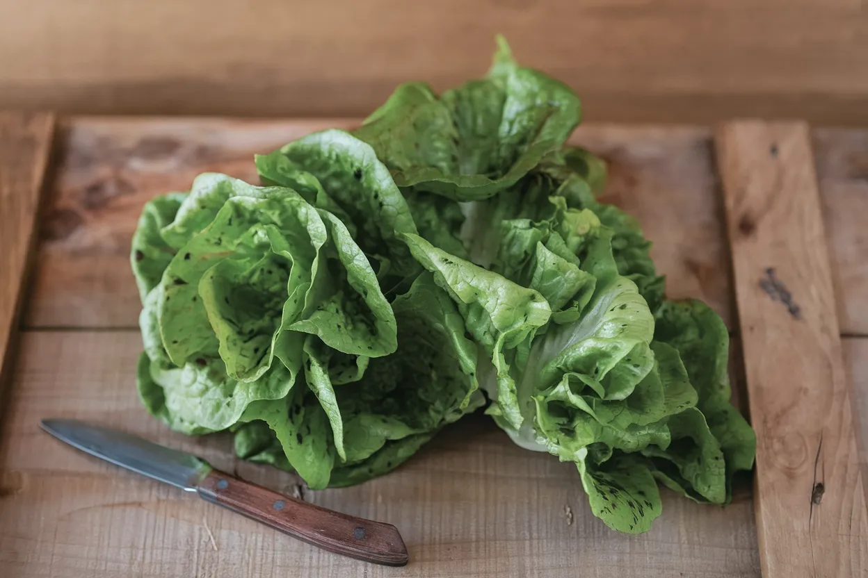 Kolibri organic lettuce seeds, perfect for growing fresh greens in home gardens