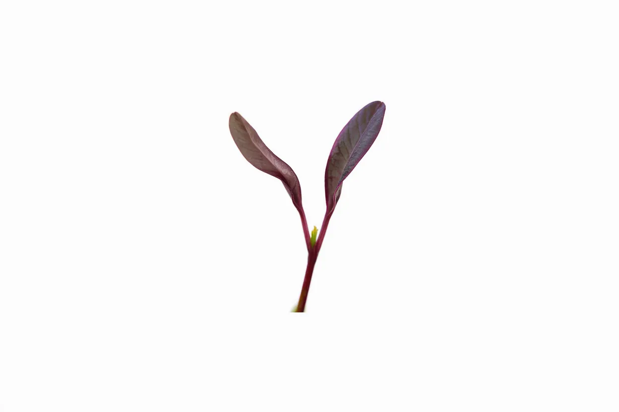 Organic Bull's Blood beet seeds, perfect for growing nutritious microgreens