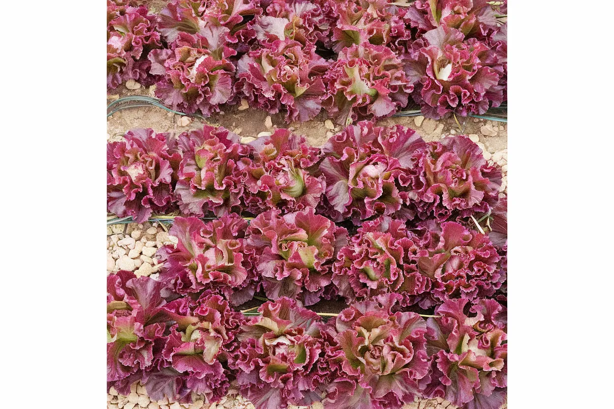 Organic pelleted lettuce seed, ideal for growing fresh, healthy salads at home