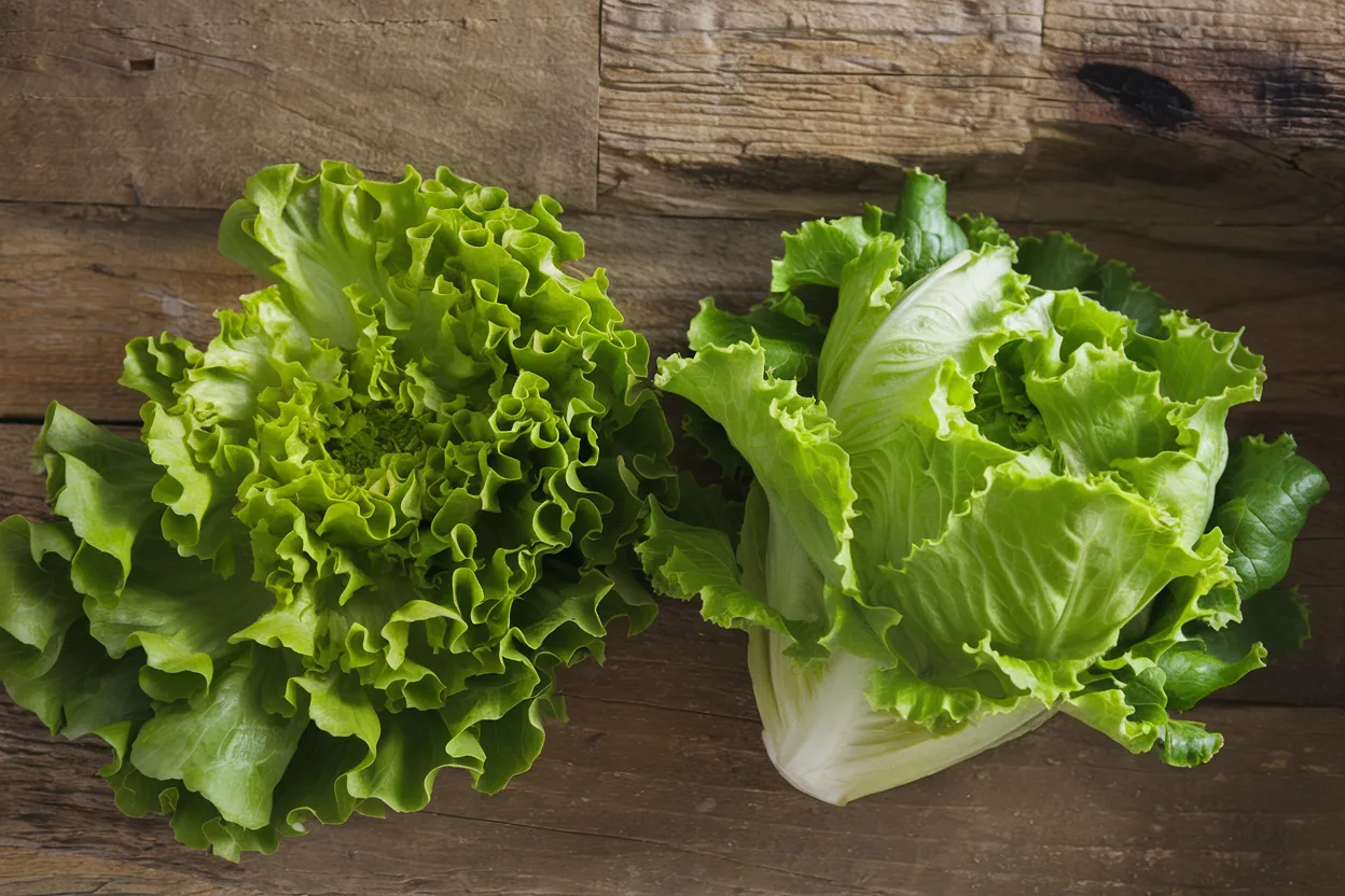 Organic Fusion lettuce seeds, perfect for cultivating fresh and nutritious salads at home