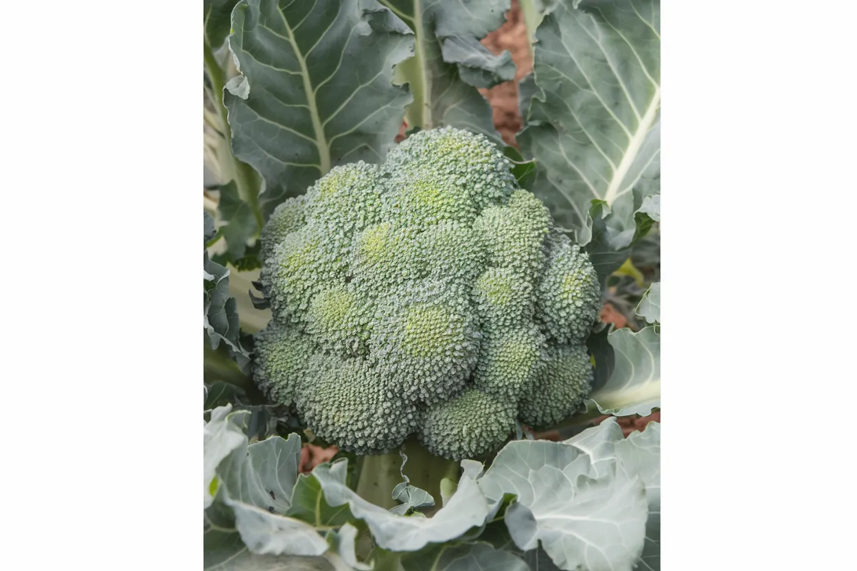 Organic Imperial F1 broccoli seeds, perfect for nutritious home gardens