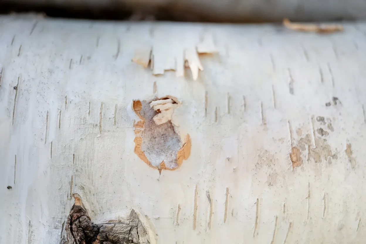 Organic blue oyster mushrooms spawn for home cultivation, ideal for enhancing diet and health