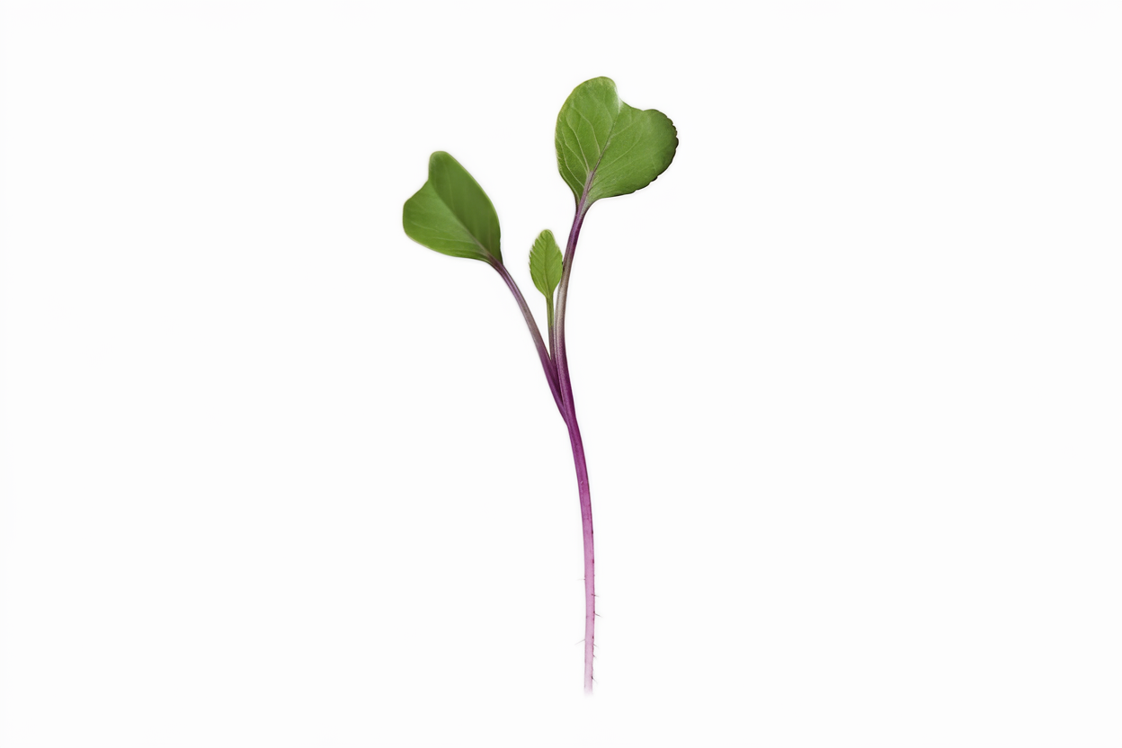 Organic purple kohlrabi seeds ideal for growing nutritious microgreens