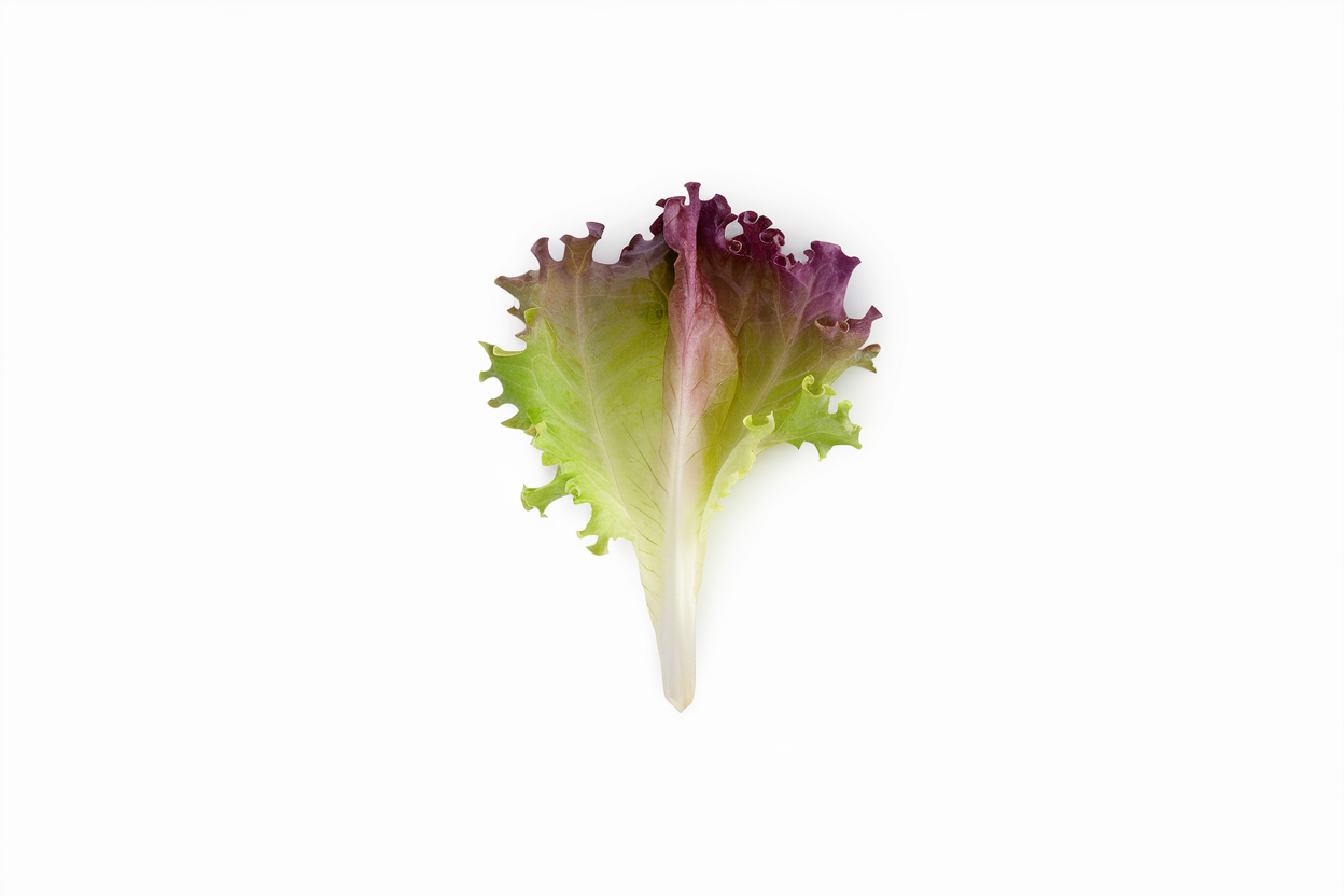 Organic Dark Red Lollo Rossa Lettuce Seeds, ideal for cultivating nutritious, vibrant salads at home